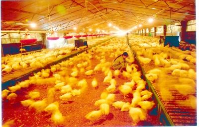 養雞場面積大，保暖難度強，使用蒸汽發生器就能解決