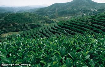 諾貝思電熱蒸汽發生器推動茶葉文化成倍提高制茶效率
