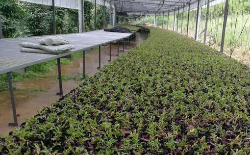 鐵皮石斛培養種植基地采購諾貝思電蒸汽發生器供培養基加溫消毒