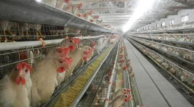 湖北省雞舍養殖蒸汽鍋爐投入使用，冬季傳染病全部走開！