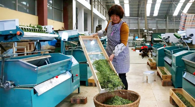 春茶貴如金，茶商如何在短時間內海量備貨？